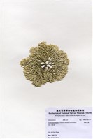 藏品(白果胞藻)的圖片